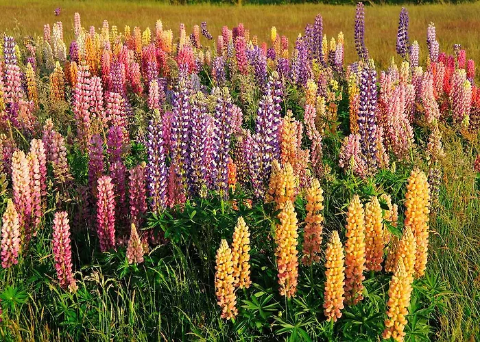 Gasthuis Witte Weelde Texel De Koog (Texel)