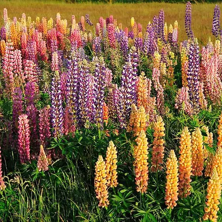 Casa de hóspedes Witte Weelde Texel De Koog (Texel)