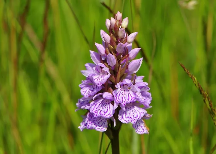 ゲストハウス Witte Weelde Texel 3*